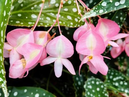 葉に水玉がある木立性ベゴニア 葉に水玉がある木立性ベゴニア 花,葉,木立性ベゴニアの写真素材