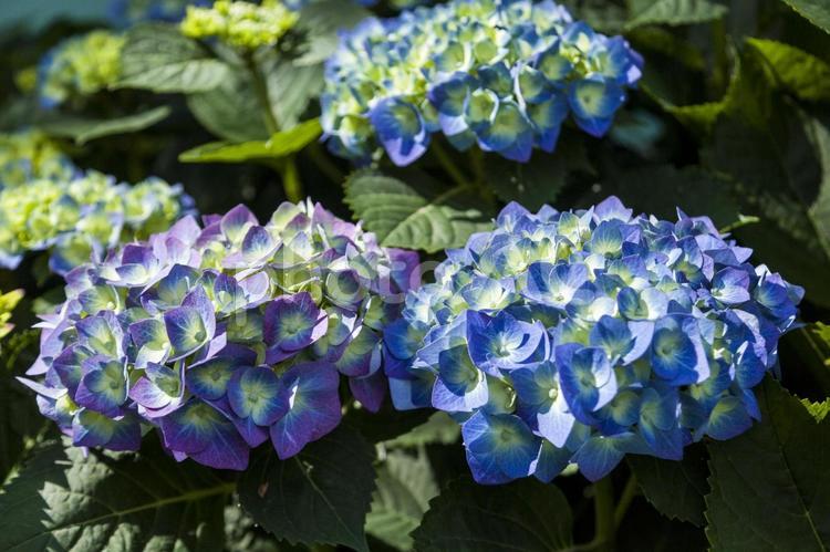 初立池のアジサイ4 アジサイ,花,フラワーの写真素材