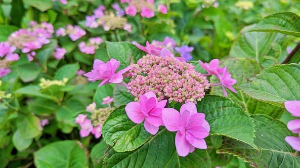 6月を彩る美しいあじさいの風景 6月を彩る美しいあじさいの風景 紫陽花,あじさい,6月の写真素材