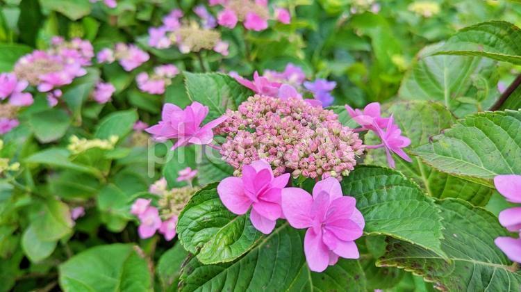 6月を彩る美しいあじさいの風景 紫陽花,あじさい,6月の写真素材
