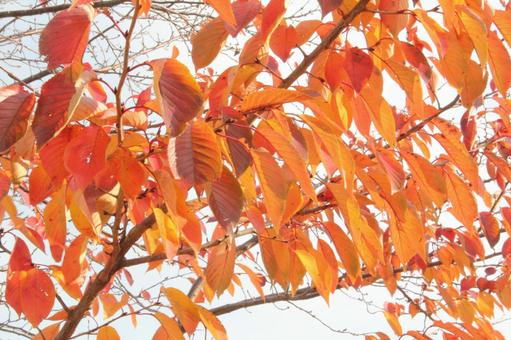 コウヨウ・紅葉　自然風景 樹木,葉,色づくの写真素材