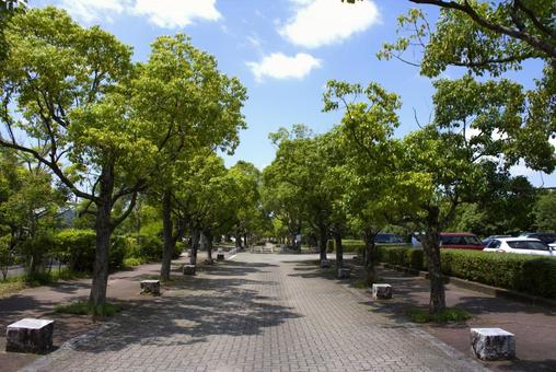 Photo, park, green, plant, 