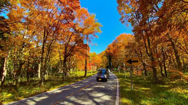 紅葉のせせらぎ街道 紅葉のせせらぎ街道 紅葉,せせらぎ街道,秋の写真素材