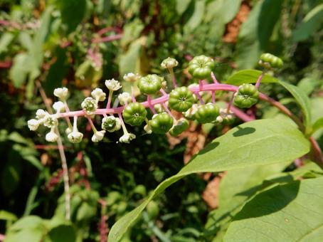 【植物写真】ヨウシュヤマゴボウ 【植物写真】ヨウシュヤマゴボウの写真