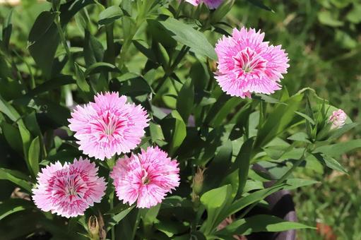 ナデシコの花 ナデシコの花の写真