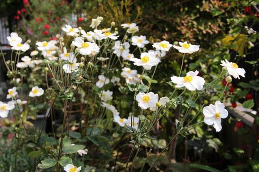 シュウメイギク・秋明菊 シュウメイギク・秋明菊 シュウメイギク,風景マクロ,秋の写真素材