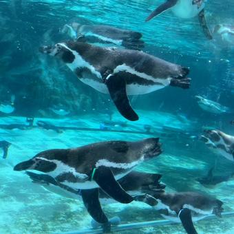 ペンギン ペンギンの写真