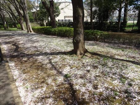 Photo, ground, cherry blossoms, petal, 