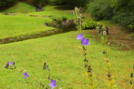 雨の毛越寺2 雨の毛越寺2の写真