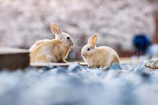 大久野島の兎 大久野島の兎 うさぎ,大久野島,野生動物の写真素材