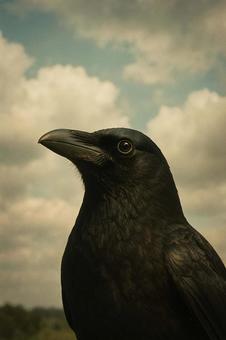 昔のカラス 昔のカラスの写真