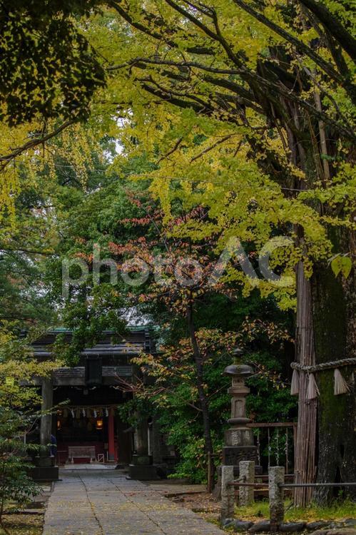東京赤坂にある氷川神社の秋の境内 イチョウ,伝統的な,境内の写真素材