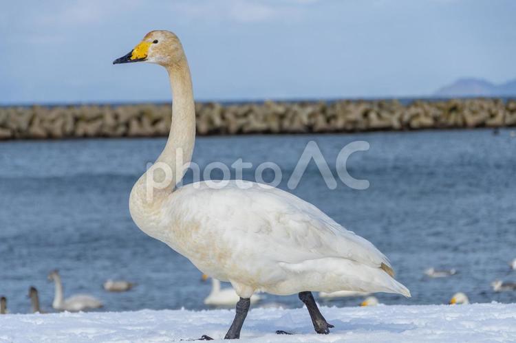 雪の海岸を歩く一羽の白鳥。青森、合浦公園 白鳥,鳥,野鳥の写真素材