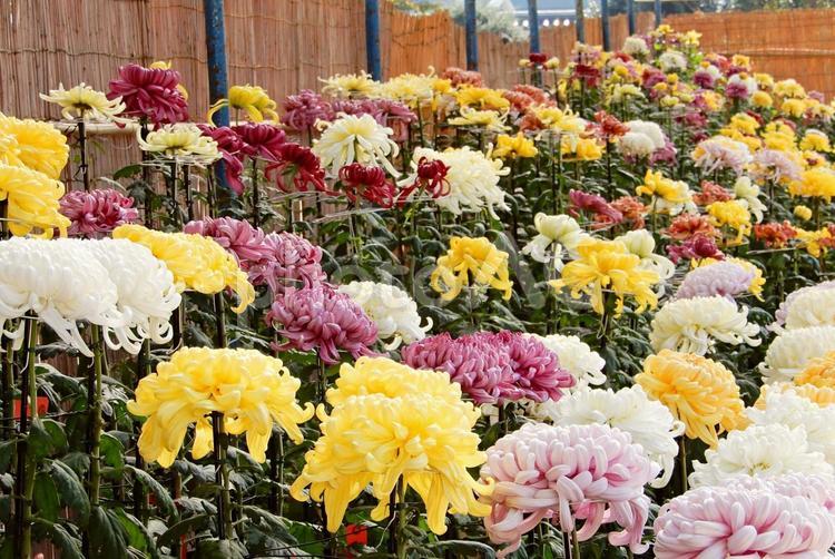 【花の写真】キクの花 キク,きく,菊の写真素材