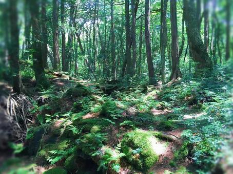森 森の写真