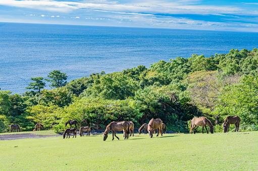 鹿児島　開聞山麓自然公園（トカラ馬牧場） 開聞山麓自然公園,トカラ馬牧場,開聞岳の写真素材