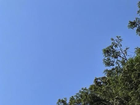 青空と隅の緑の木々クローズアップ 青空と隅の緑の木々クローズアップ 青空,空,緑の写真素材
