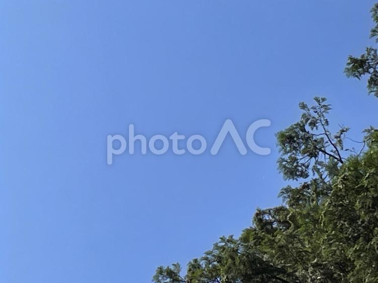 青空と隅の緑の木々クローズアップ 青空,空,緑の写真素材