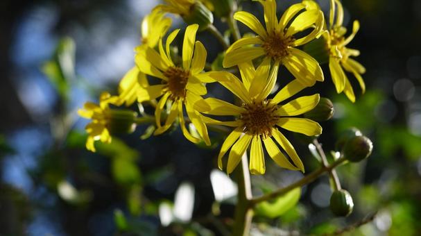 ツワブキ ツワブキ,キク科,多年草の写真素材