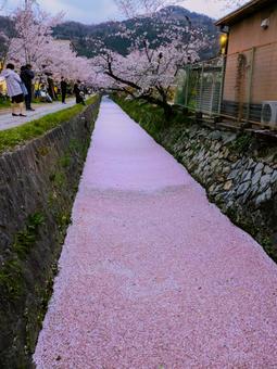 哲学の道 哲学の道の写真