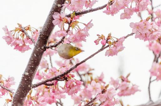 桜とメジロの春の共演 桜とメジロの春の共演の写真