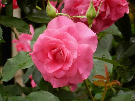 【薔薇の写真】バラの花 【薔薇の写真】バラの花の写真