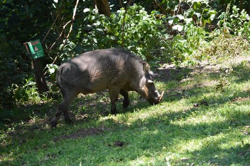 Photo, desert warthog, chobe, botswana, 