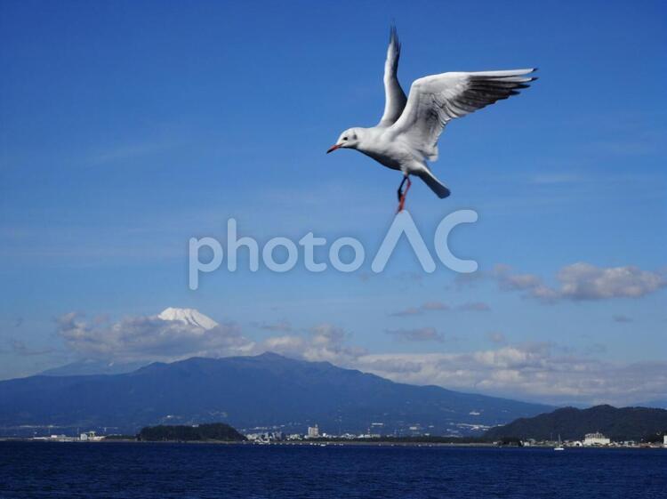 伊豆の空を飛ぶユリカモメと山 伊豆,沼津,海の写真素材