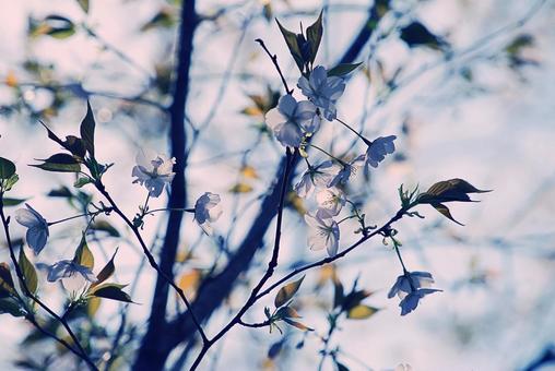 桜の花 桜の花 花,桜,サクラの写真素材