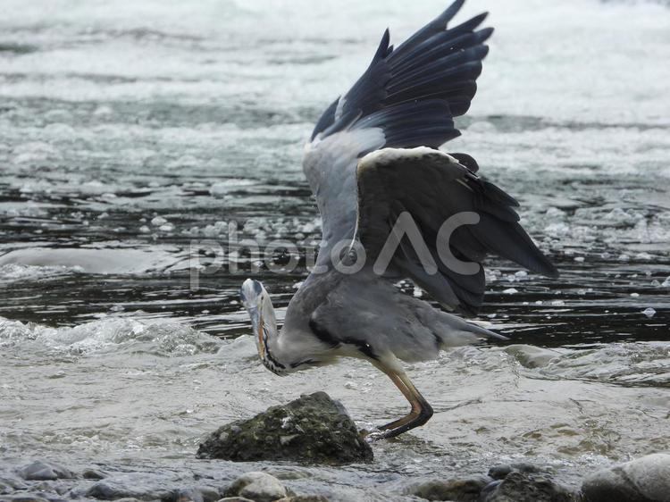 魚を狙うアオサギ 鳥,野鳥,アオサギの写真素材