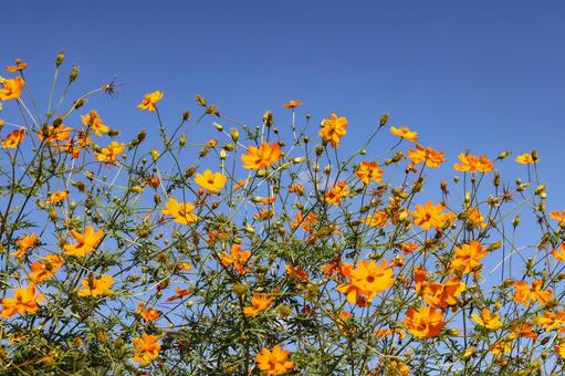 キバナコスモスと青空 キバナコスモスと青空 キバナコスモス,黄花秋桜,コスモス園の写真素材