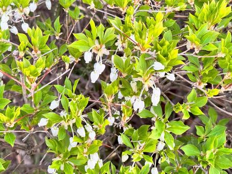 Enkianthus campanulatus flower, JPG
