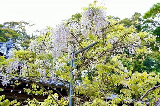 藤の花 藤の花 屋外,晴れ,晴天の写真素材