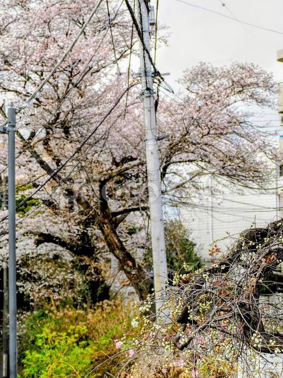 青梅市の春・花曇りの桜＆河辺駅周辺 桜,青梅市,春の写真素材