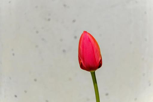 壁を背景に赤いチューリップのつぼみ 壁を背景に赤いチューリップのつぼみ チューリップ,赤,つぼみの写真素材