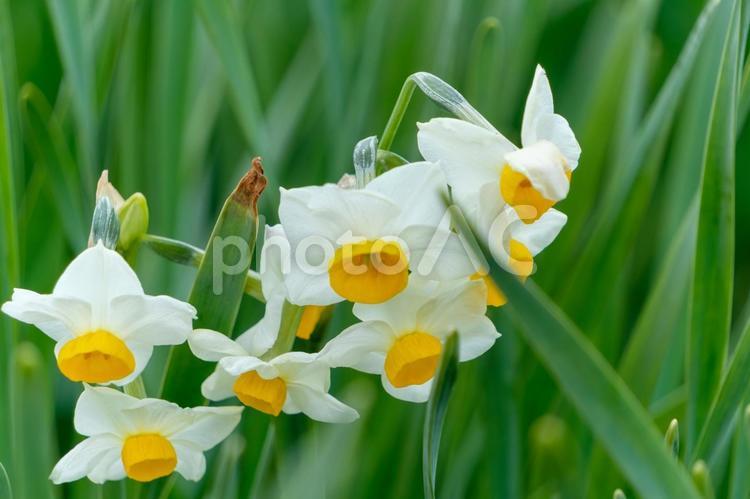 咲き誇るスイセン スイセン,花,花びらの写真素材