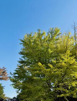 秋の空に映える 秋の空に映える 青空,空,緑の写真素材