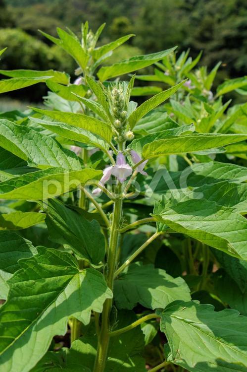 かわいい花が咲いたゴマ畑 植物,葉,自然の写真素材