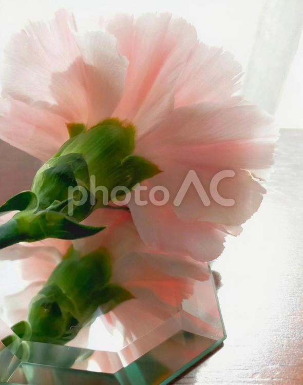 淡い桃色のカーネーションの接写 カーネーション,桃色,ピンクの写真素材