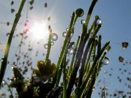 水滴と朝の光の風景 水滴と朝の光の風景 水滴,しずく,雨の写真素材