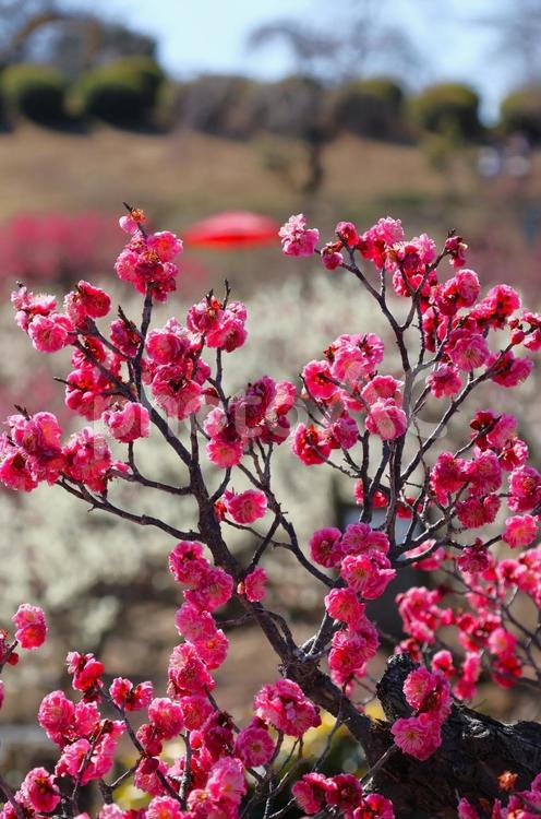 ３月上旬の梅の花と野点傘 背景,梅,花の写真素材
