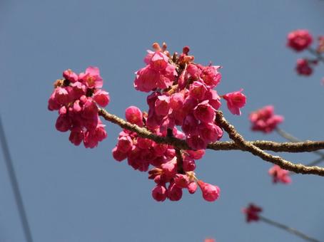 March, Kanhizakura starting to bloom, JPG