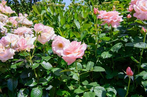 バラ　素材　イメージの写真