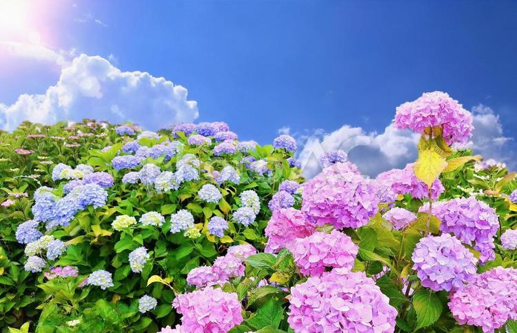 梅雨明けイメージ/紫陽花の花と空雲 紫陽花,梅雨,梅雨明けの写真素材