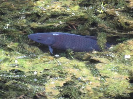 carp, JPG carp, JPG