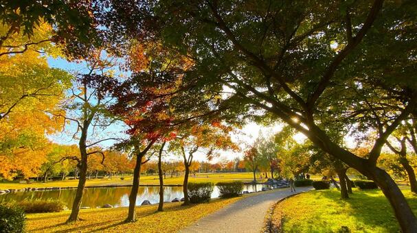 紅葉の北部公園（金沢） 紅葉,秋,公園の写真素材