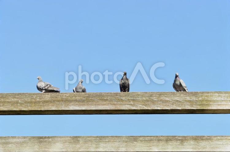 休憩中のハトたち ハト,鳥,休憩の写真素材