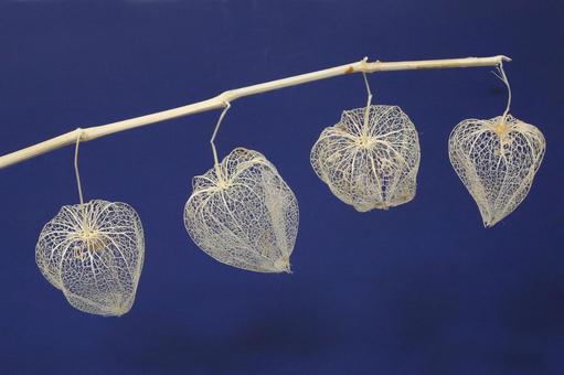 網ホオズキ 網ホオズキ 植物,ほおずき,鬼灯の写真素材