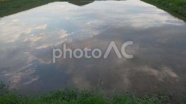 夕方の農地の水面 農地,水,水面の写真素材