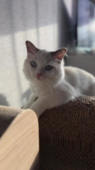 昼下がりの猫 猫,ペット,かわいいの写真素材